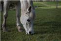Veranstaltungsbild Alles rund ums Pferd & Pony
